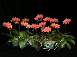 Phalaenopsis Peggy Tauscher AQ/AOS 0 pts.
